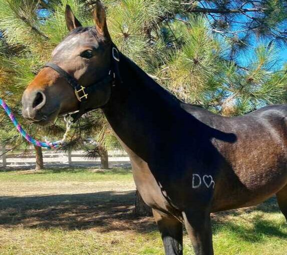 D Heart Brand is associated with Drifter's Hearts of Hope Horse Rescue